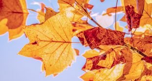 Why Indoor Plant Leaves Turn Yellow and What to Do