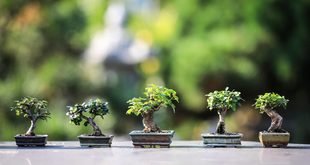 Simple Ways to Protect Potted Plants From Strong Wind