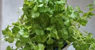 How to Grow Coriander in Containers Successfully