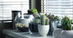 Easy Herbs to Grow Indoors Near a Sunny Window