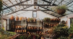 How to Choose the Right Pot Size for Indoor Plants