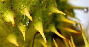 Easy Ways to Increase Humidity for Indoor Plants