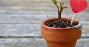 How to Grow Mint in Pots on a Small Balcony