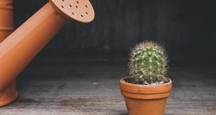 How to Help an Indoor Plant Recover From Wilting