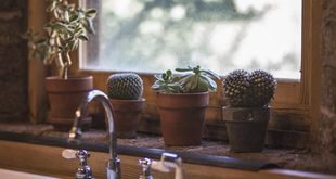 Best Low Maintenance Indoor Plants for Busy People