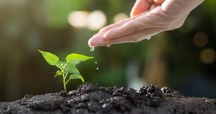 Simple Indoor Plant Care Routine for Beginners