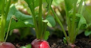 How to Grow Radishes in Pots at Home: A Simple Beginner’s Guide