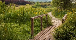 How to Make a Small Garden Path Without Professional Help